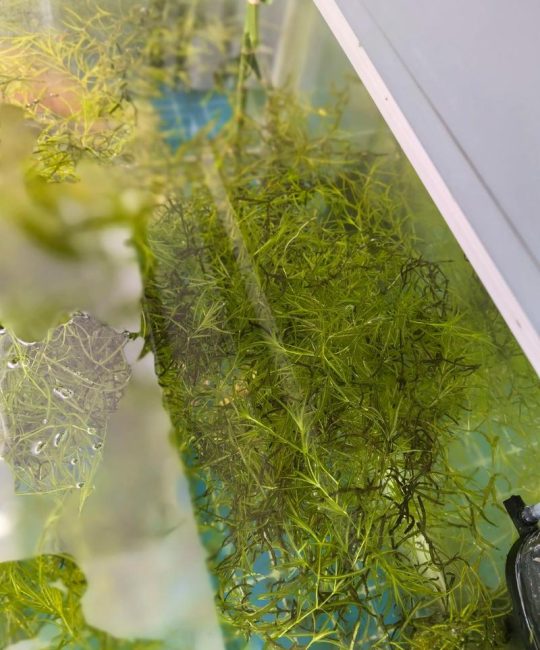 竹节草（西湖水竹）水草养殖全指南：从种植到水质净化