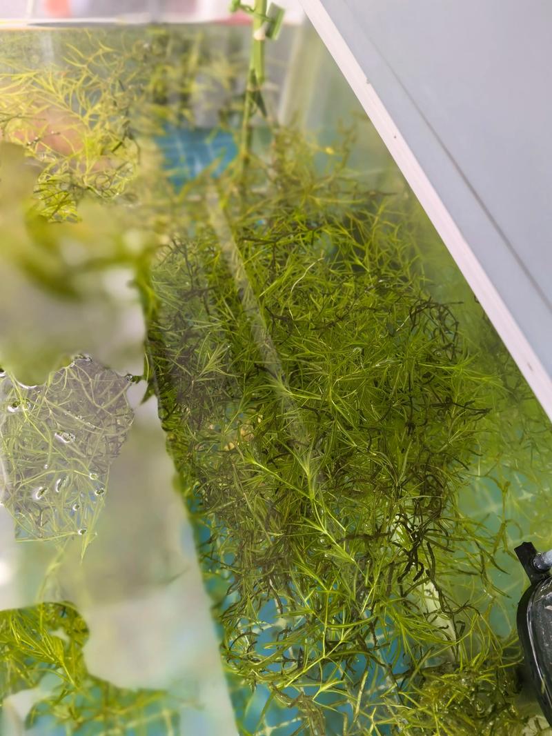 竹节草（西湖水竹）水草养殖全指南：从种植到水质净化