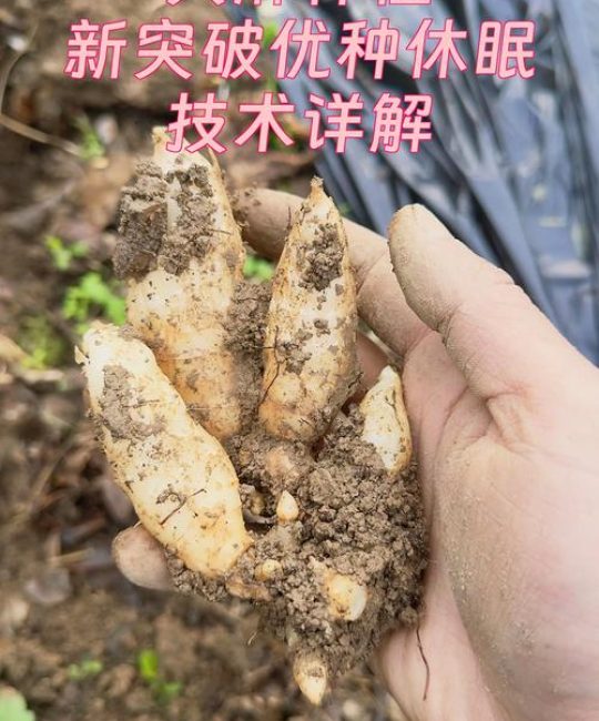 天麻种子如何种植？从选种到成活的完整操作规程