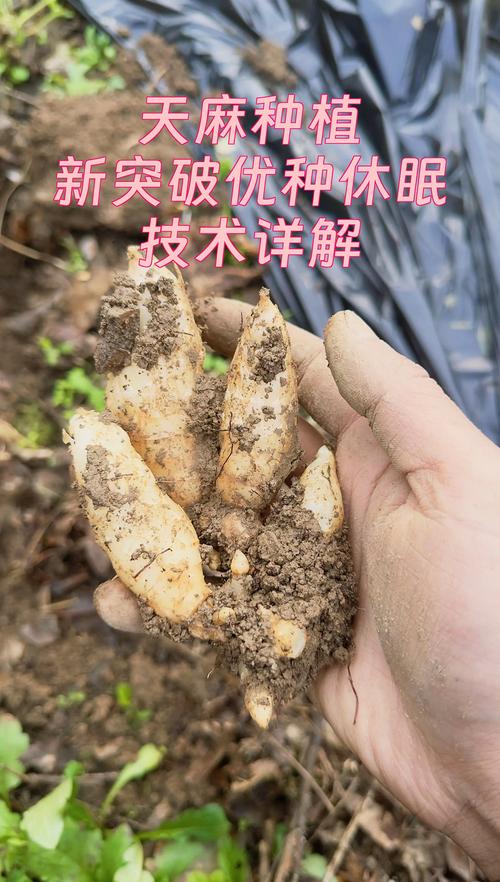 天麻种子如何种植?从选种到成活的完整操作规程 一、适宜时间