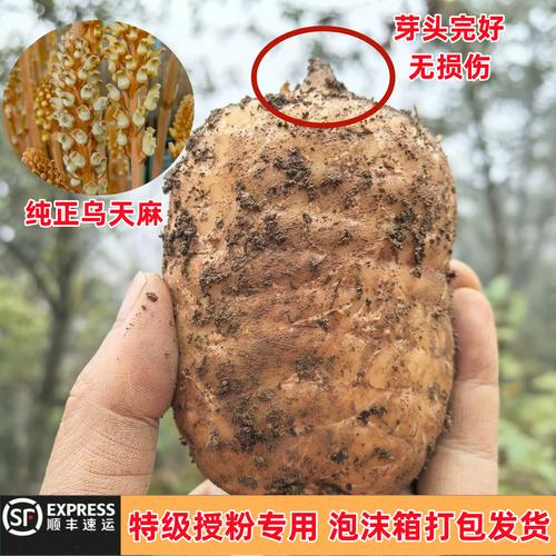 天麻种子如何种植?从选种到成活的完整操作规程 四、播种深度与方式