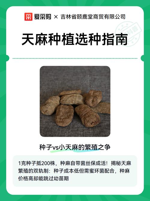 天麻种子如何种植?从选种到成活的完整操作规程 五、浇定根水