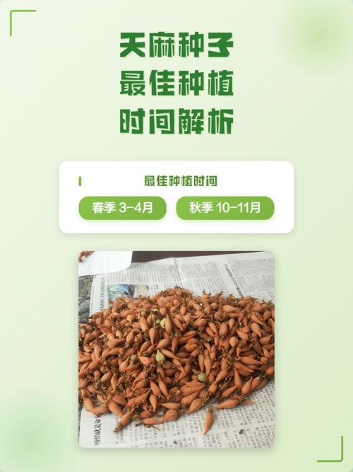 天麻种子如何种植?从选种到成活的完整操作规程 六、缓苗管理(萌发期)