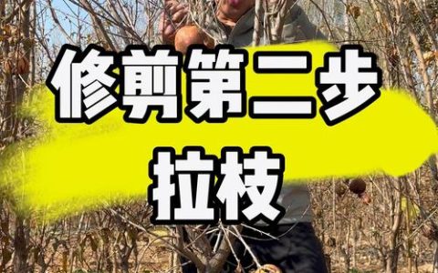 石榴树修剪全攻略：何时剪与怎样剪，从新手到高手的实用指南
