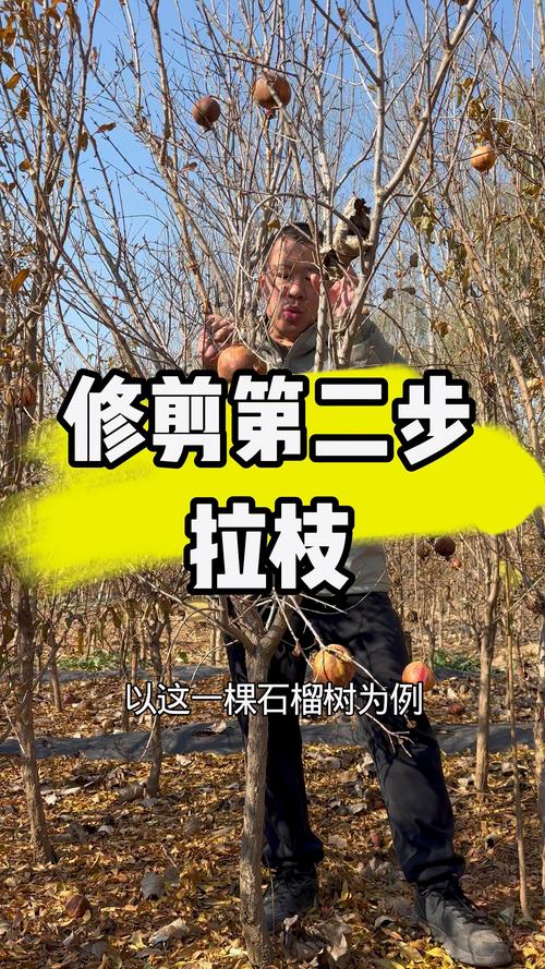 石榴树修剪全攻略:何时剪与怎样剪,从新手到高手的实用指南 石榴树修剪全攻略:何时剪与怎样剪,从新手到高手的实用指南