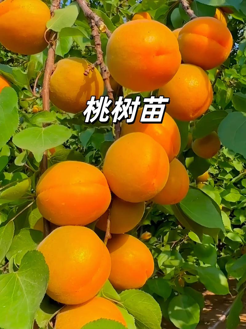 桃树苗多少钱一株?2026年价格参考与采购指南 春季和秋季采购价格差异明显(季节)