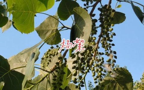 飞絮是杨树的什么？一文读懂杨絮的真相与园林防护