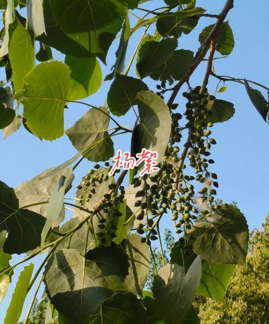 飞絮是杨树的什么？一文读懂杨絮的真相与园林防护