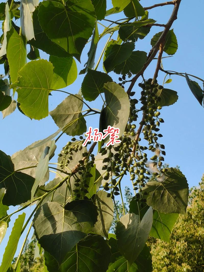 一、飞絮的植物学身份：种子上的“降落伞”