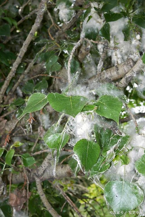 四、园艺视角：如何有效减少飞絮？