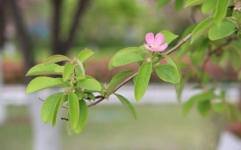 木瓜树开花是什么样子？一文带你了解其花朵特征与养护要点