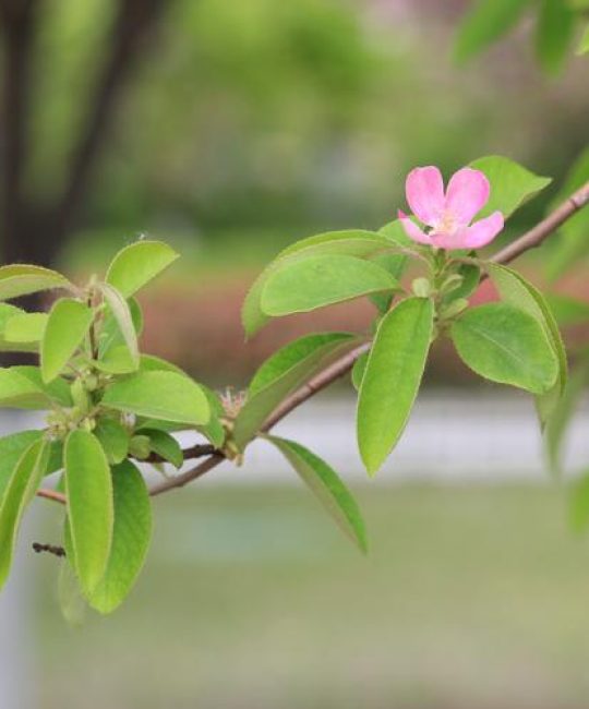 木瓜树开花是什么样子？一文带你了解其花朵特征与养护要点