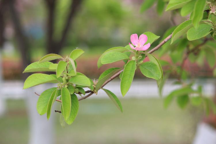 木瓜树开花是什么样子？一文带你了解其花朵特征与养护要点