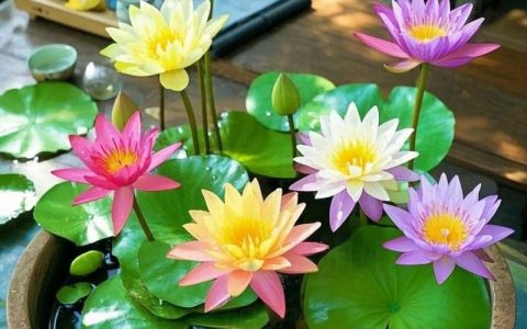 院子里种荷花吉利吗？传统文化解读与科学种植指南