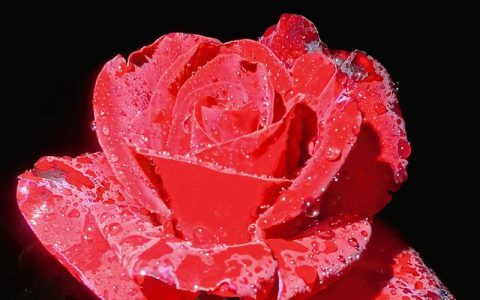 月季花的作用与功效：花色花期、养护技巧与药用价值全解析
