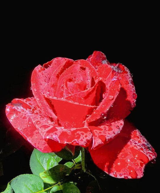 月季花的作用与功效：花色花期、养护技巧与药用价值全解析
