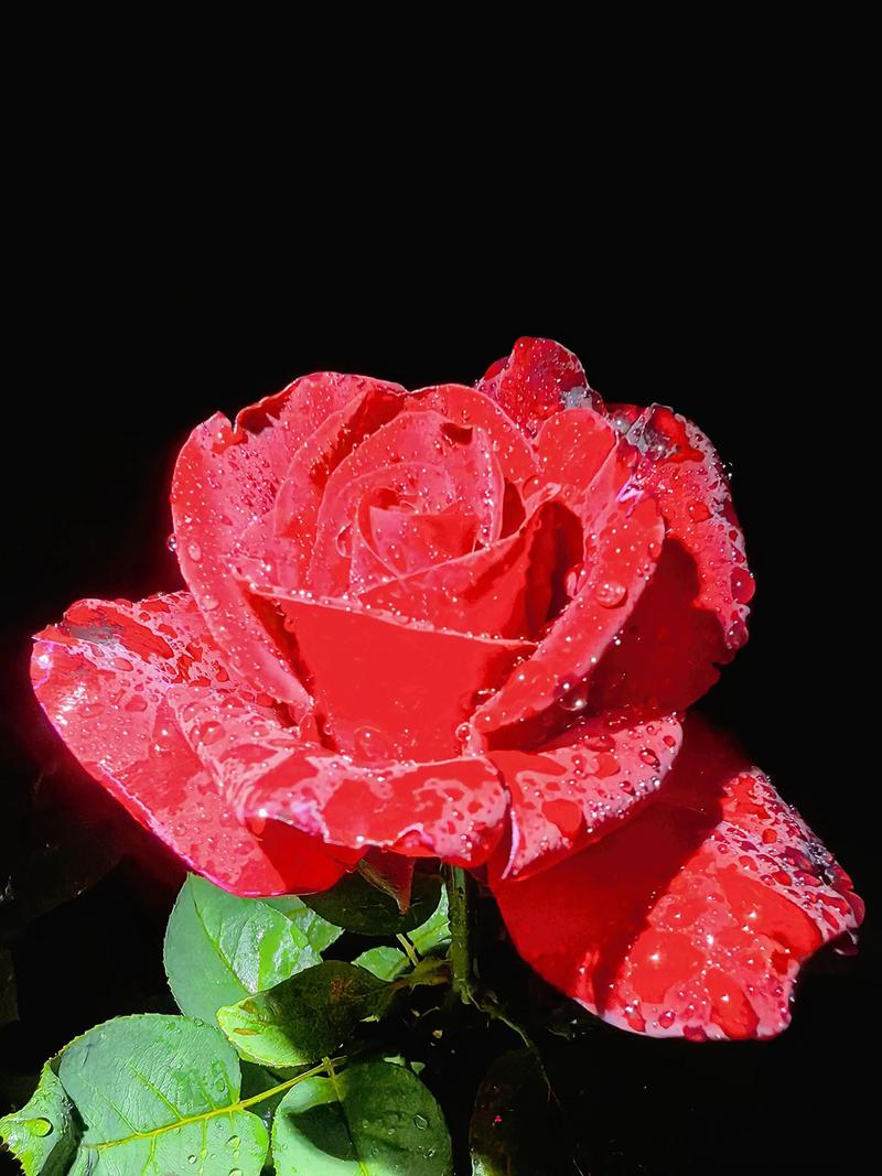 月季花的作用与功效：花色花期、养护技巧与药用价值全解析