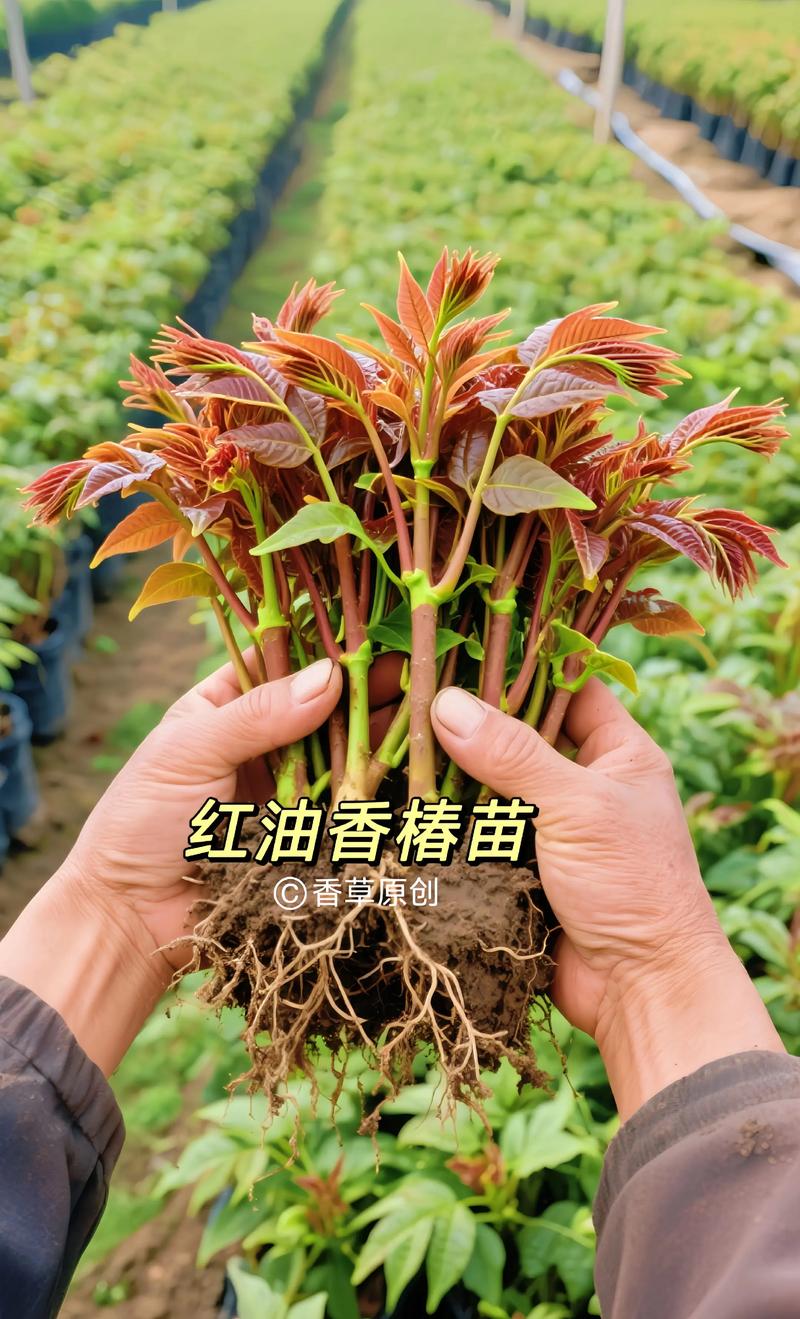 一、适宜时间：抓住两个窗口期