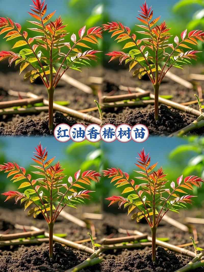 三、栽前处理：修根、消毒、蘸浆