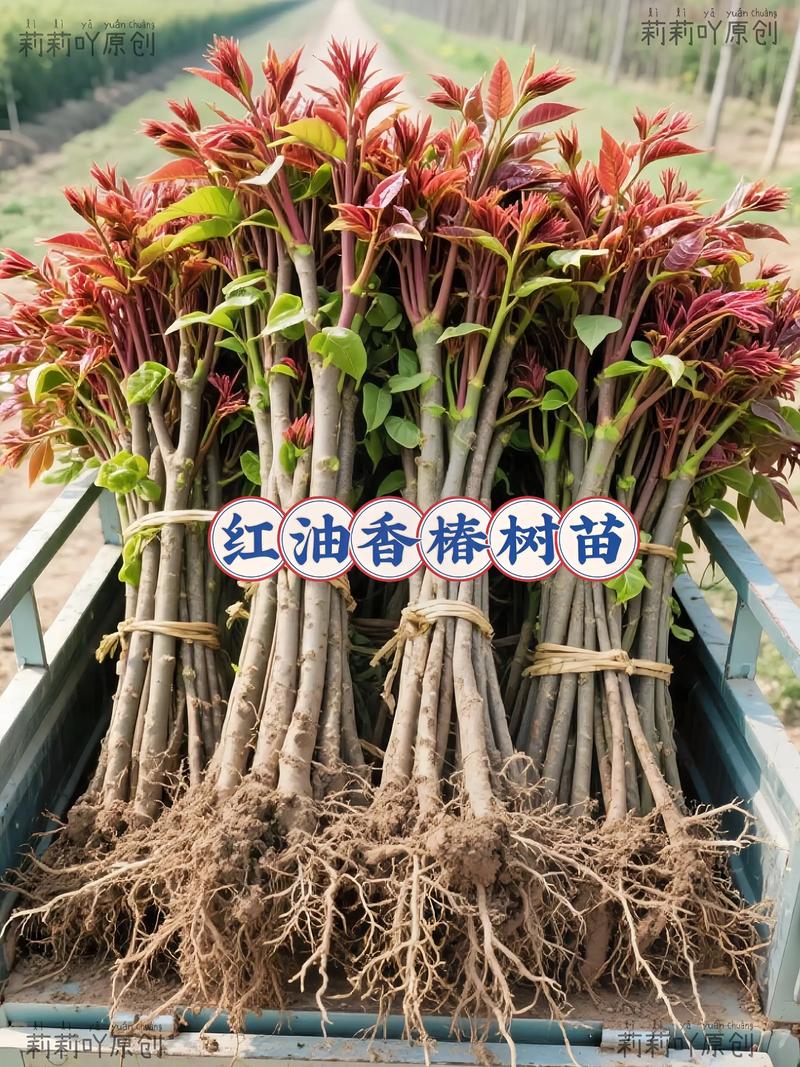 六、缓苗管理：遮阴保湿7-15天