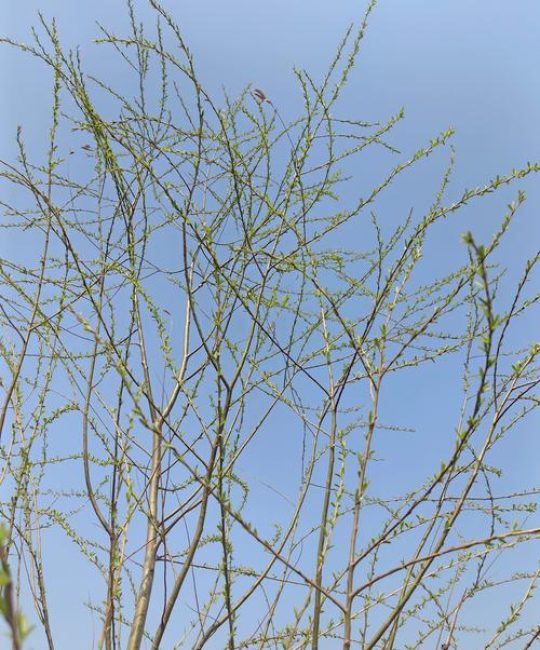 柳树有没有花？揭秘柳树不为人知的繁育秘密