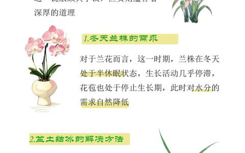 蓝花楹生长速度与全冠移栽养护指南：树形、遮荫与庭院应用详解