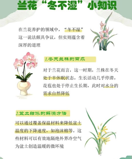蓝花楹生长速度与全冠移栽养护指南：树形、遮荫与庭院应用详解