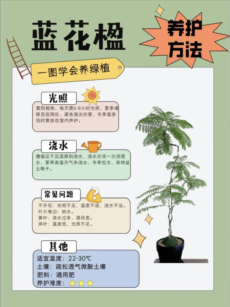 蓝花楹生长速度与全冠移栽养护指南:树形、遮荫与庭院应用详解 行道树与庭院规格选型:什么规格的蓝花楹最合适?