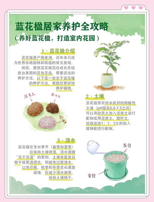 蓝花楹生长速度与全冠移栽养护指南:树形、遮荫与庭院应用详解 全冠移栽技术详解:提高蓝花楹成活率的关键步骤