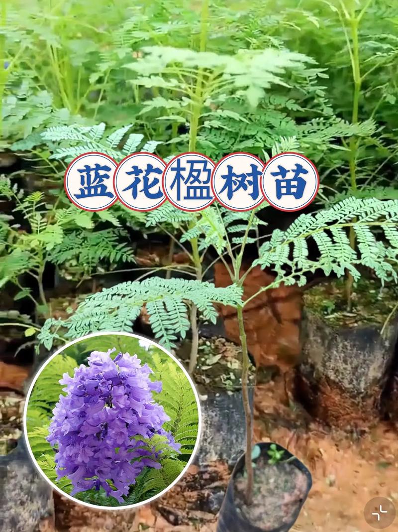 蓝花楹生长速度与全冠移栽养护指南:树形、遮荫与庭院应用详解 修剪与长期管理:塑造理想树形与促进开花