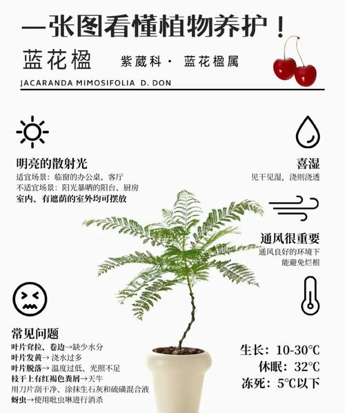 蓝花楹生长速度与全冠移栽养护指南:树形、遮荫与庭院应用详解 FAQ