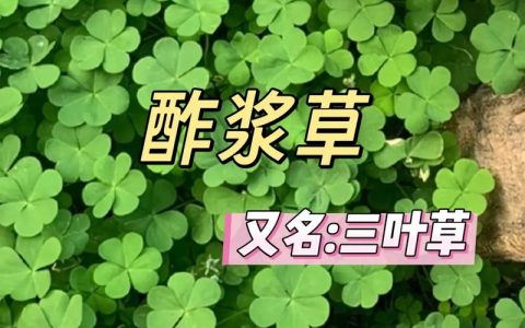三叶草是什么意思？常见品种、形态特征与园林用途详解