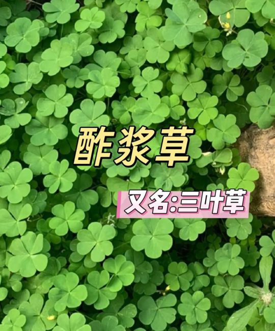 三叶草是什么意思？常见品种、形态特征与园林用途详解