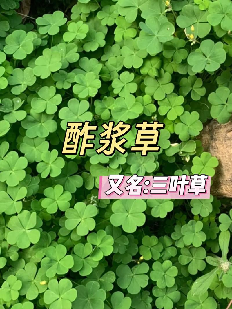 三叶草是什么意思?常见品种、形态特征与园林用途详解 三叶草是什么意思?常见品种、形态特征与园林用途详解