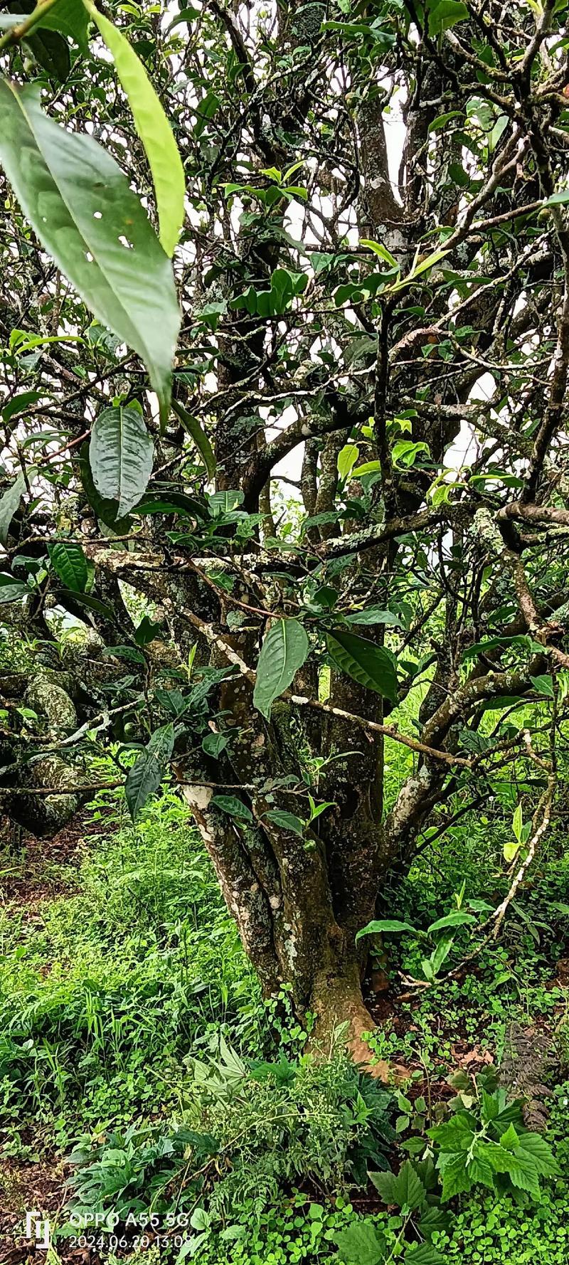 景迈山古树茶价格解析:2024年市场参考与影响因素分析 季节:春茶价格全年最高,秋茶次之