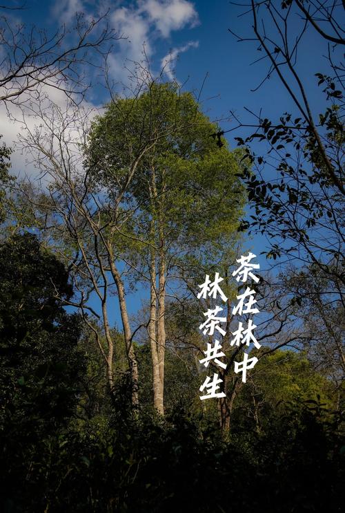 景迈山古树茶价格解析:2024年市场参考与影响因素分析 数量:零售与批发价差可达20%-40%