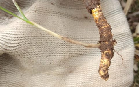 虫草是什么样子的？一篇带你认识冬虫夏草的长相与特征