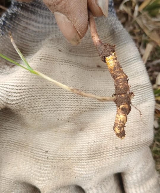 虫草是什么样子的？一篇带你认识冬虫夏草的长相与特征