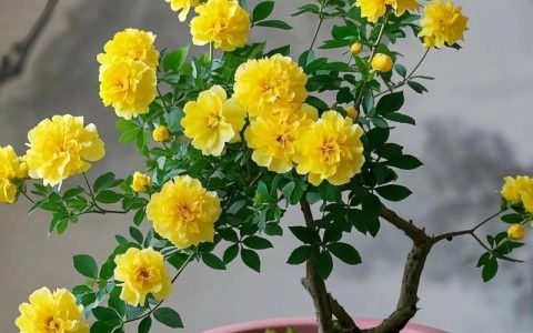 棣棠花的养殖方法和注意事项：庭院与阳台养护全指南