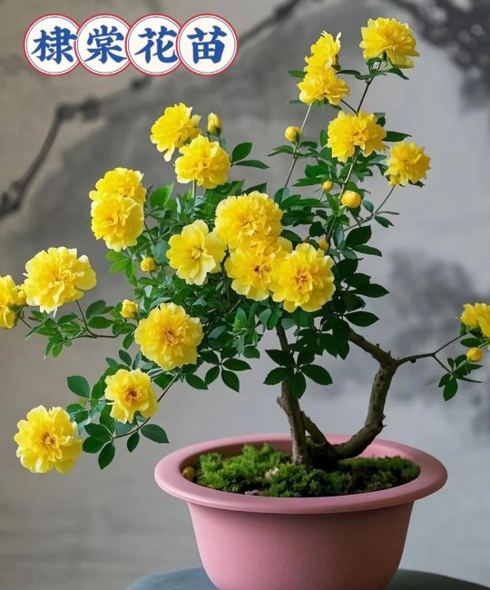 棣棠花的养殖方法和注意事项：庭院与阳台养护全指南