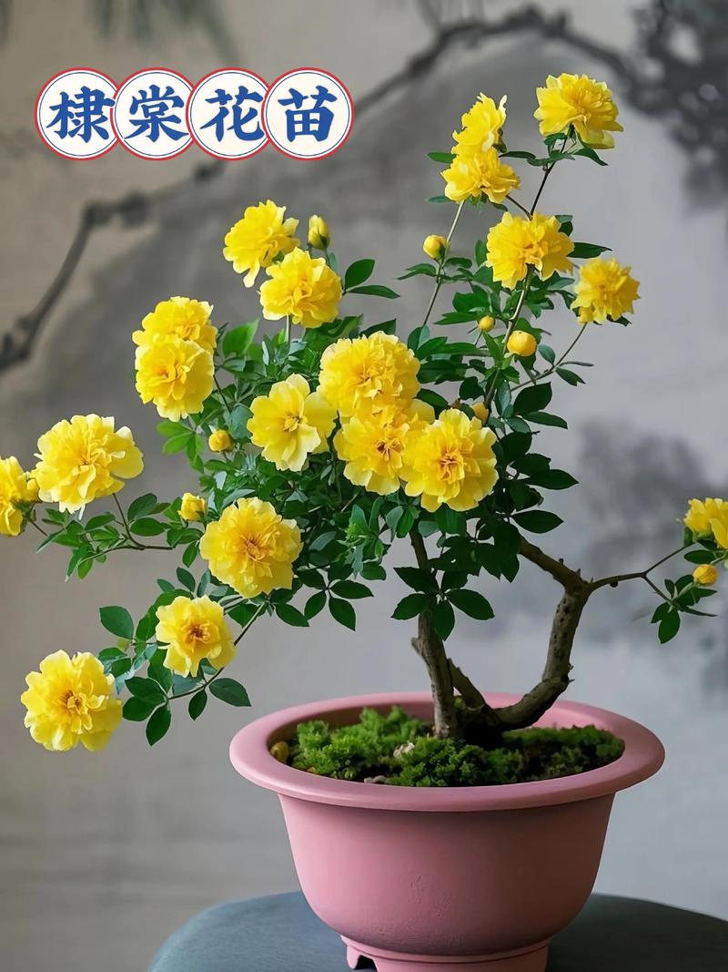 棣棠花的养殖方法和注意事项：庭院与阳台养护全指南
