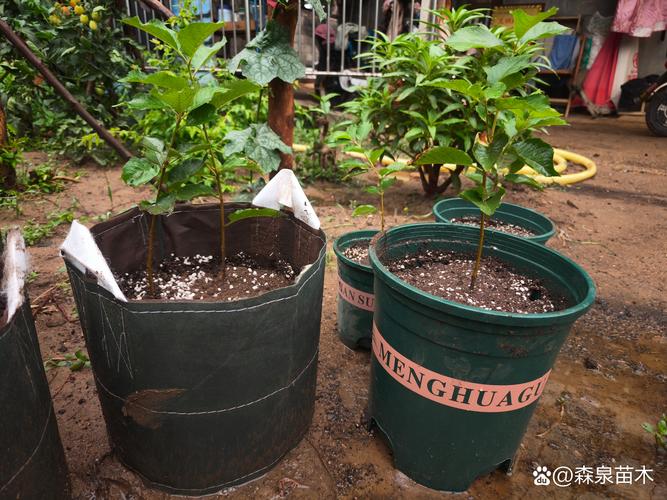 盆栽果树用什么土好？专业配方与养护指南