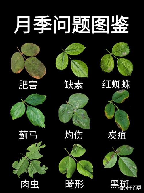 月季品种基础档案