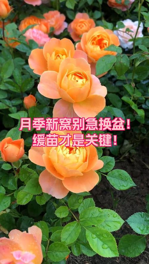 修剪促花：缓苗期与恢复期如何操作