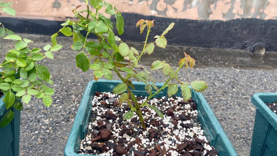 盆栽还是地栽？缓苗后的选择