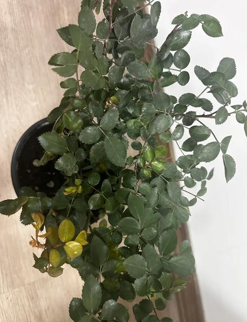 夏季越夏与缓苗后管理