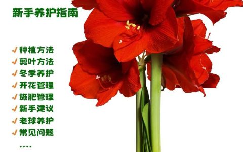 红花怎么种植？从选时到成活的七步实用指南