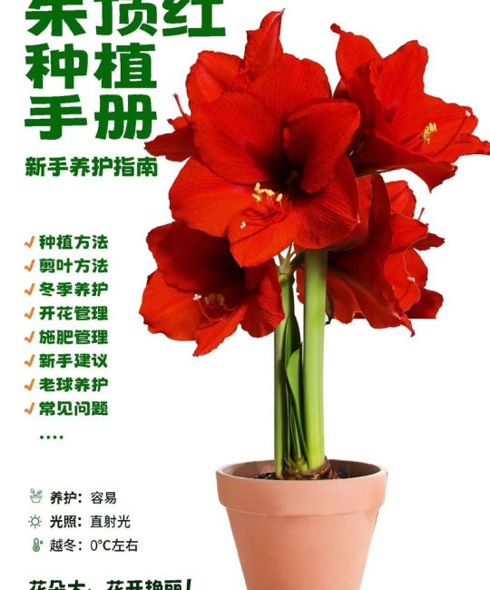 红花怎么种植？从选时到成活的七步实用指南