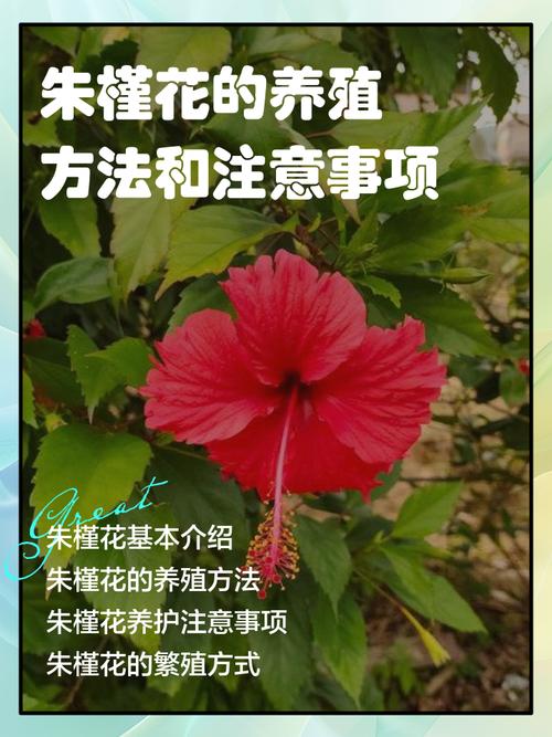 六、缓苗管理