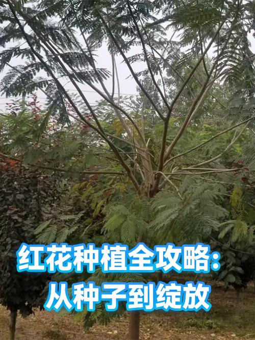 七、成活注意事项